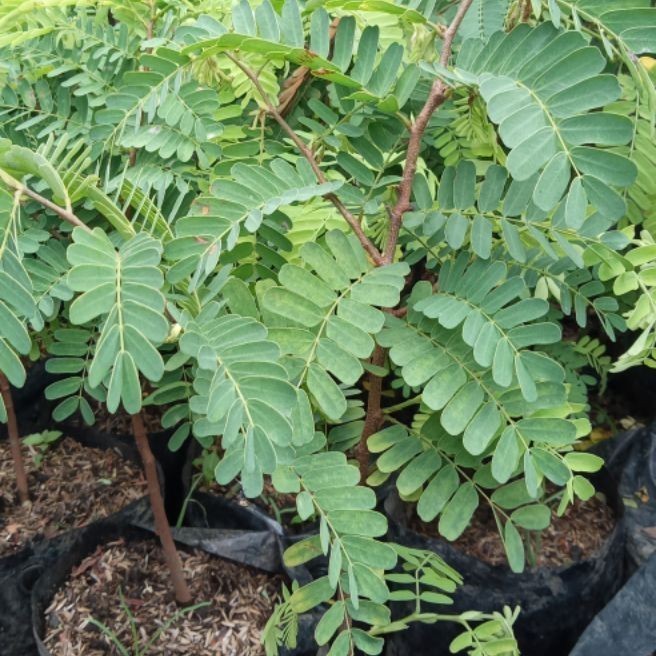 BIBIT ASAM JAWA (UNTUK MASAK ) BELI 5 GRATIS 1