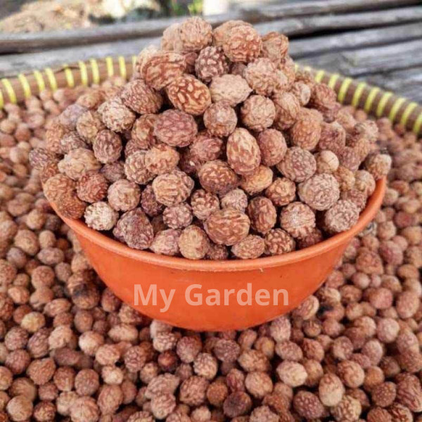 1 kg biji tanaman bidara arab biji bidara arab