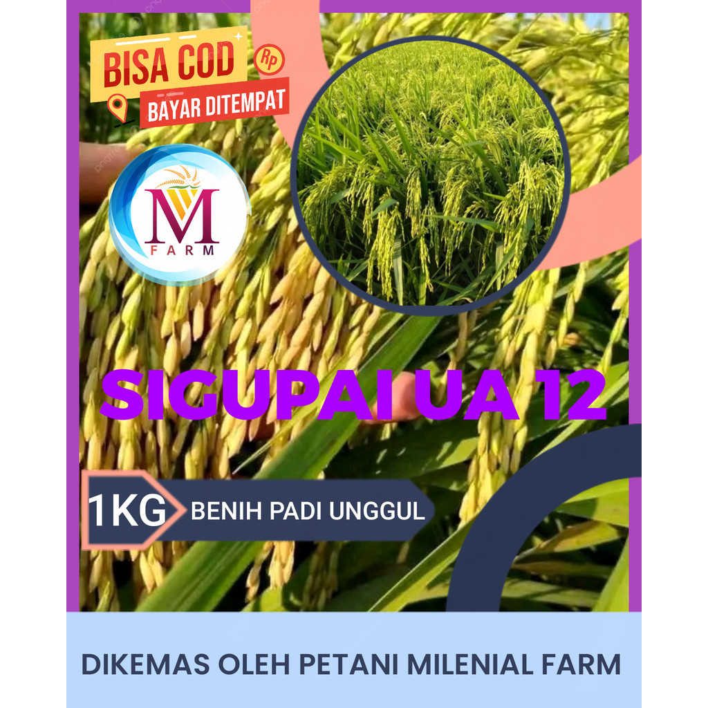 Benih padi sigupai ua 12 kemasan 1kg