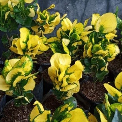 bunga Bunga Hidup Apel Puring Kuning | Puring Telur Tanaman Hias spesial