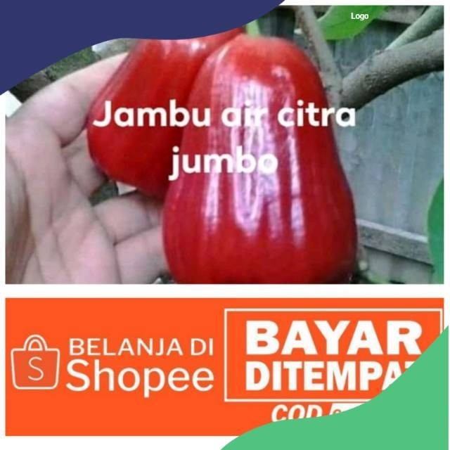 Bibit jambu citra jumbo