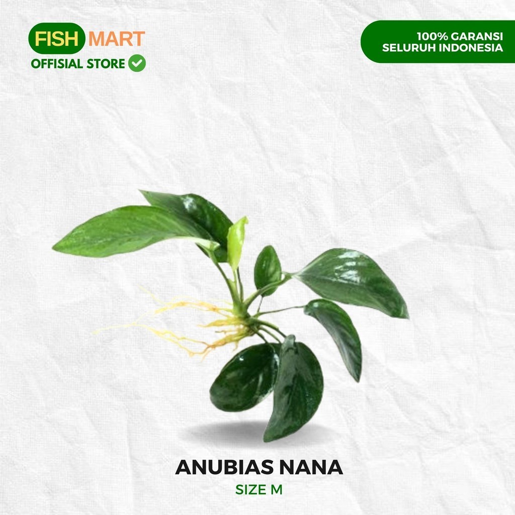 Anubias Nana Size S M L Calon MP Indukan Tanaman Tumbuhan Aquascape Tanpa Low Co2 Aquarium Akuarium 