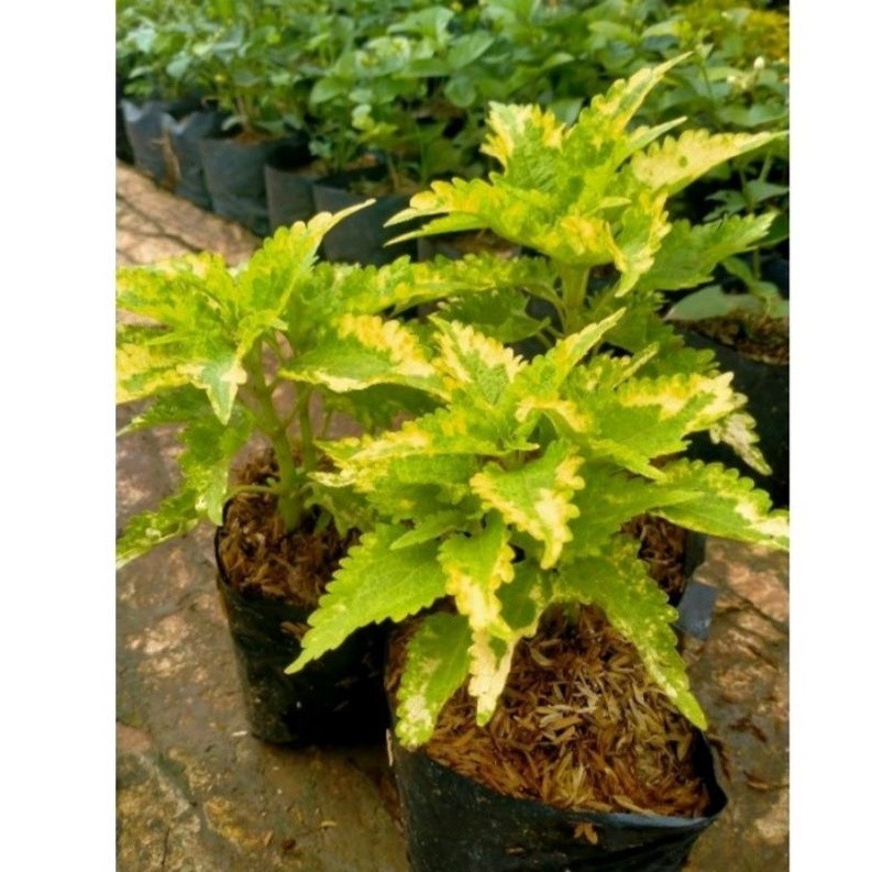 tanaman hias miana batik hijau kombinasi kuning Cantik segar