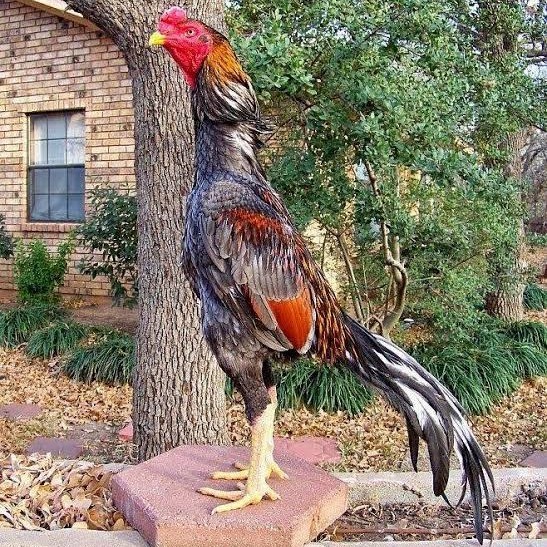 

Telur ayam bangkok pakhoy petarung aduan fertil asli