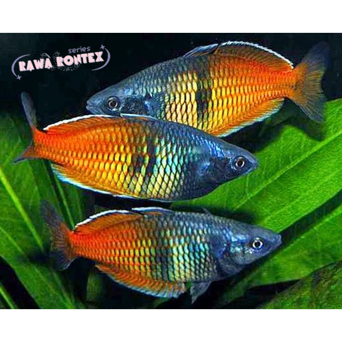PROMO RAMADHAN MOAK Jual Ikan Hias Rainbow paket isi 3 Boesemani Melanotaenia Bosmani Rainbow fish A