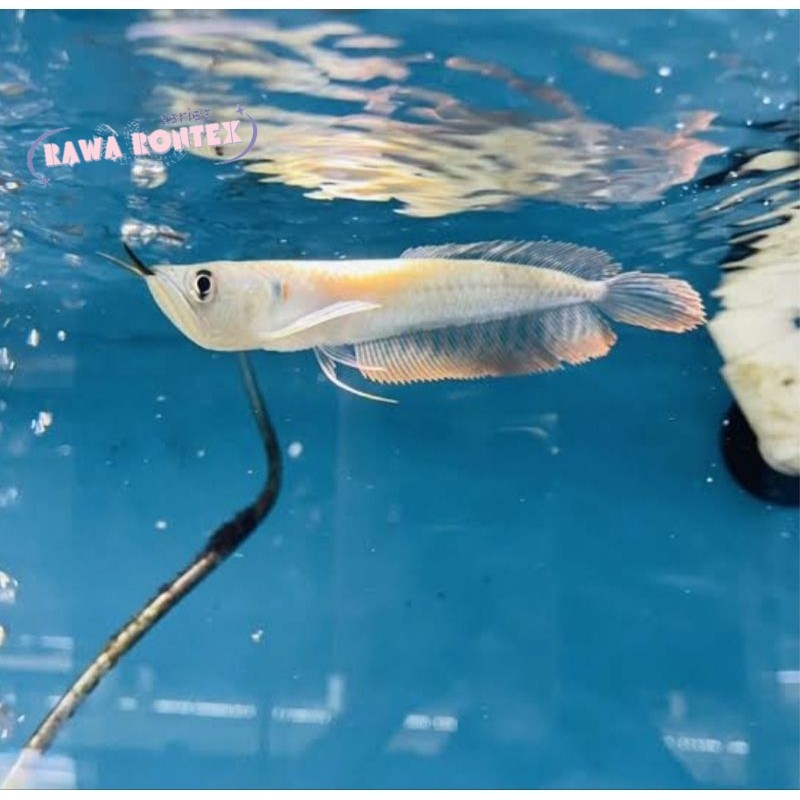 Pemanis akuarium hiasan aquarium arwana silver red Brazil serat merah 11-12cm garansi pengiriman cod