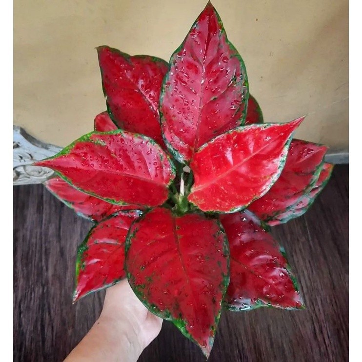 ( GRATIS ONGKIR ) Aglonema Red Anjamani - tanaman hias hidup - bunga hidup - bunga aglonema - aglaonema merah - aglonema merah - aglonema murah - aglaonema murah