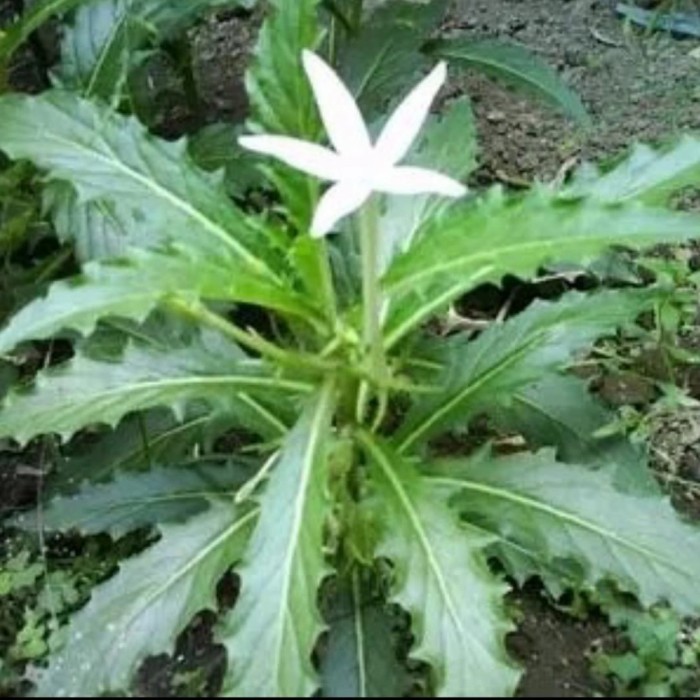 

daun kitolod segar obat herbal 250 gram