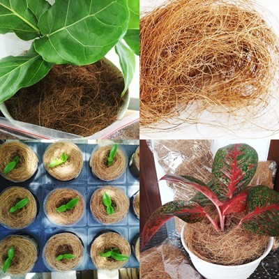 Sabut kelapa coco fiber media tanam - coco fiber sabut kelapa