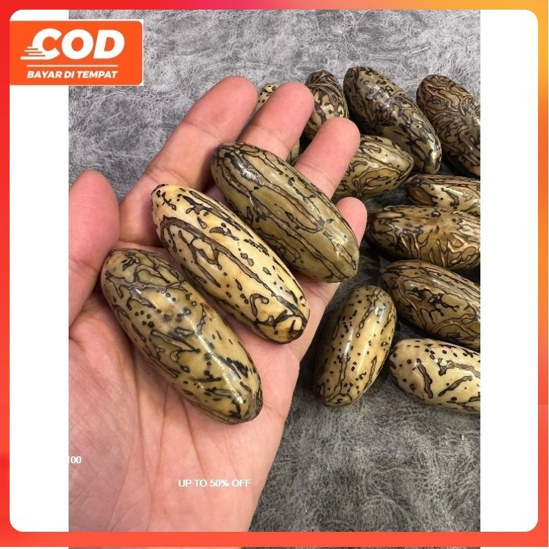 Biji Oud sholib Asli mesir