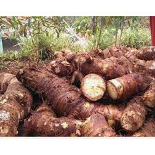 UMBI TALAS BENENG ASLI SUPER JUMBO 250 gram