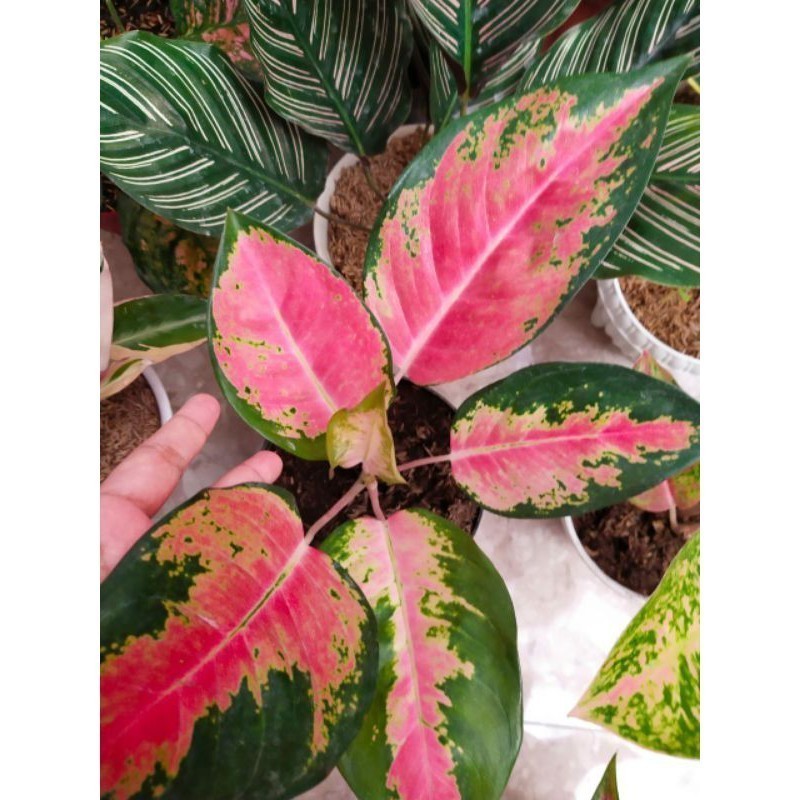 aglonema Aglonema Kocin indukan / Aglonema kocin murah murah