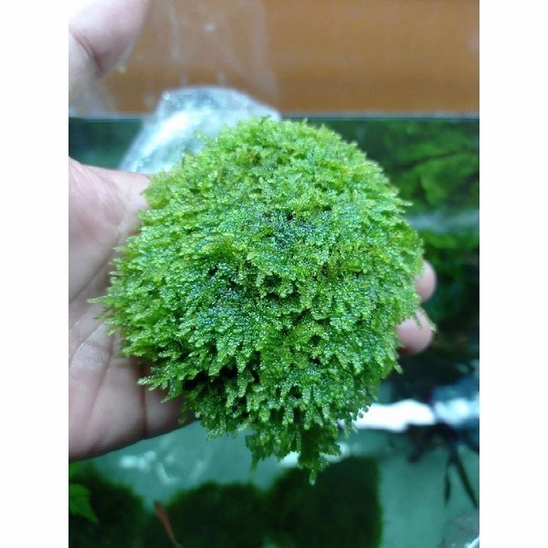 MOSS WEEPING MEDIA BATU BESAR - HIASAN AQUARIUM - TANAMAN AQUASCAPE