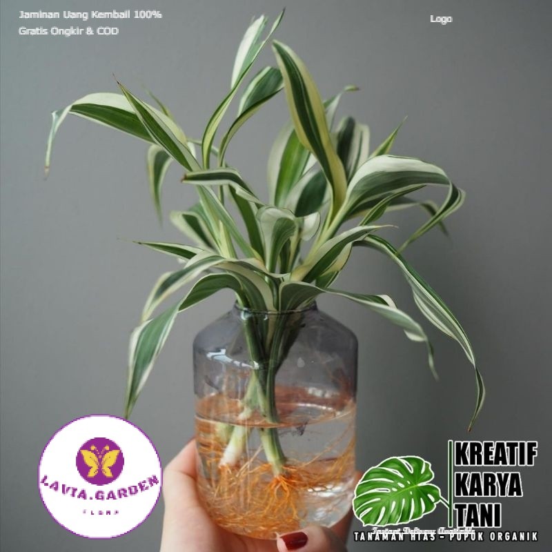 TERLARIS NO1!!!! Bambu hoki varigata tanaman hidup di air - Bambu hoki varigata