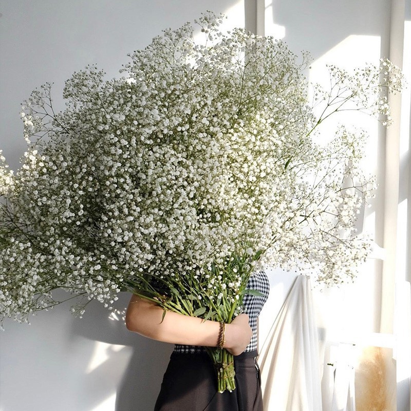 

White Natural Dried Gypsophila Baby's Breath Dried Flowers Gypsophila Arrangement Home Decoration Wedding Table Decor Floral DIY
