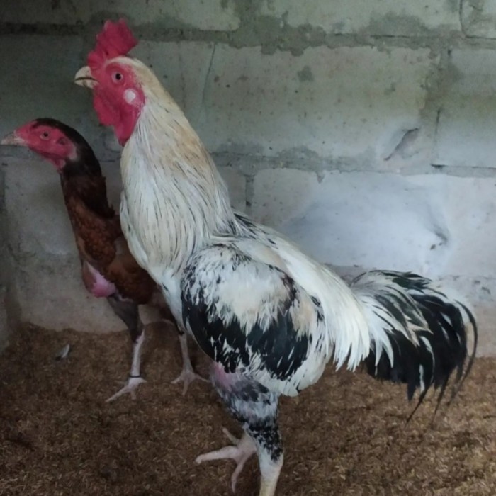 

Telur ayam bangkok shamo brazil / ayam petarung aduan untuk ditetaskan