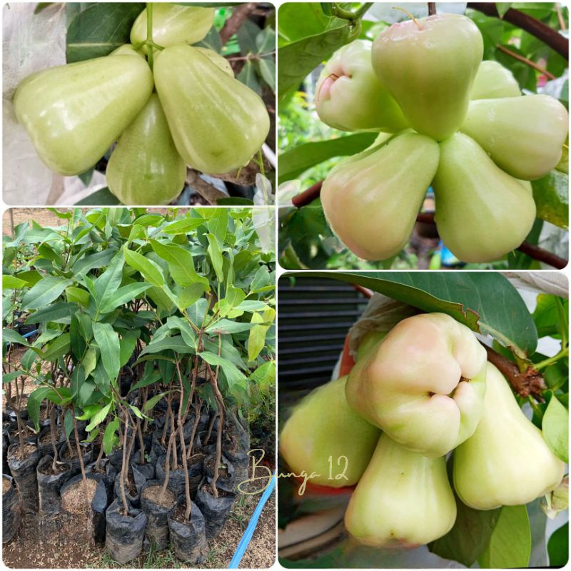 Bibit Tanaman Buah Jambu Air Madu Deli Jumbo Okulasi