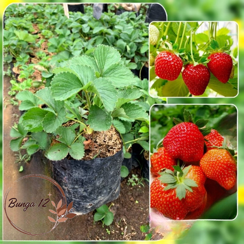 Bibit Tanaman Buah Stroberi Mencir Jumbo Stroberi Dataran Rendah (Sudah berbuah)