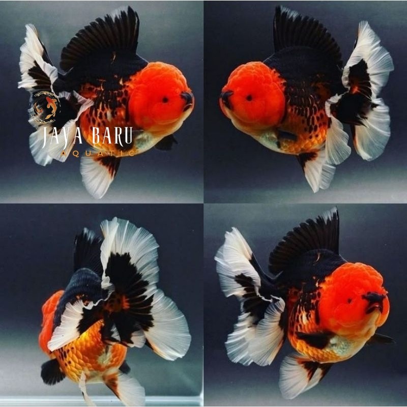 Dekorasi aquarium Ikan Hias Koki Panda Koki 7-9 cm Oranda Tancho Tri Color Three Colour Trico Hiasan