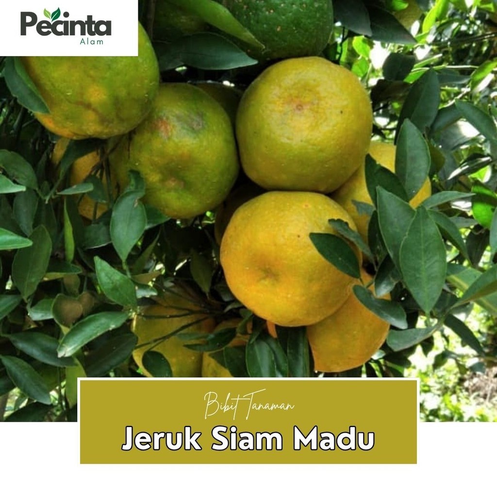 Bibit Jeruk Siam Super Manis – Cepat Berbuah, Cocok untuk Perkebunan + FREE PUPUK + ANGGUR IMPORT + 
