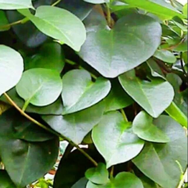 

STOK ready Daun binahong segar 500 gram fresh Silahkan di order kakak