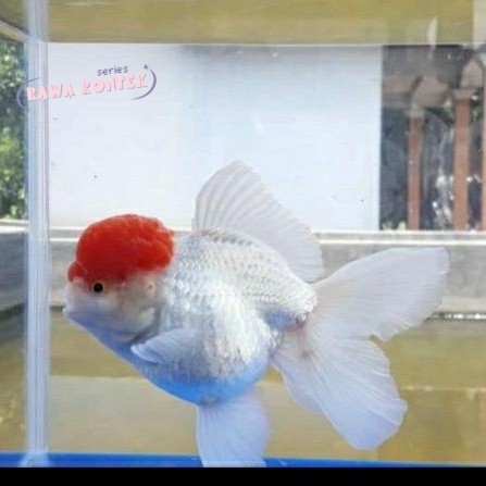 perlengkapan akuarium ikan mas koki red cup / oranda red cap jambul / ikan hias GEn jumbo aquarium g