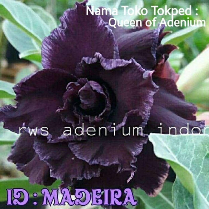 Tanaman Hias Bunga Adenium Tumpuk Kamboja Jepang id Madeira size A