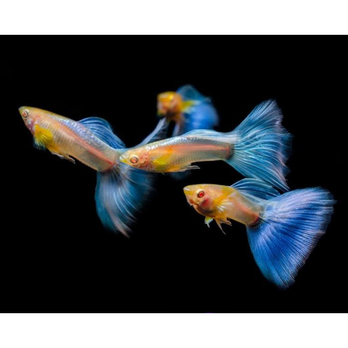 Guppy Albino Blue Topaz Sky Blue / Ikan Hias Air Tawar Aquascape