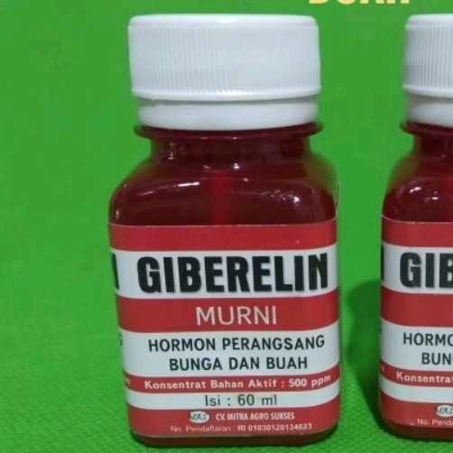 GIBERELIN MURNI 60ML ORIGINAL