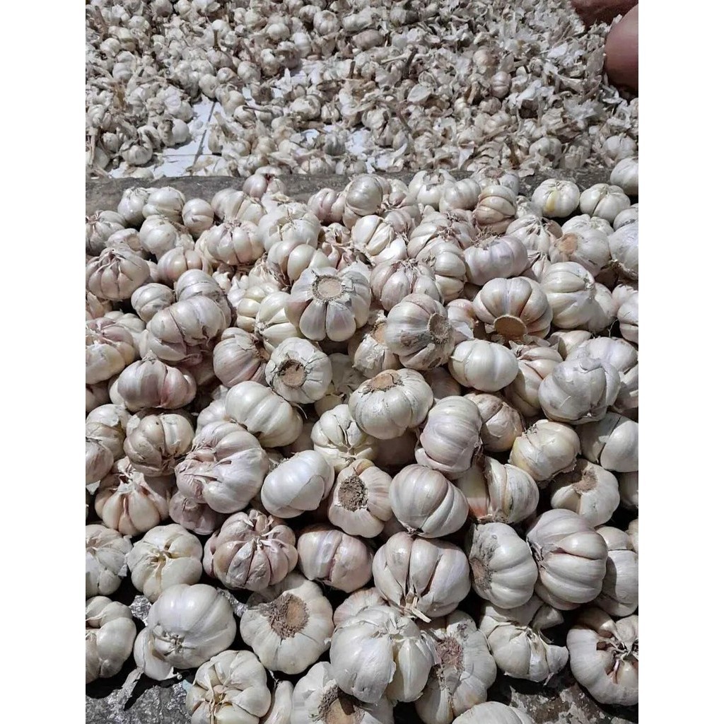 

bawang putih fresh 1kg