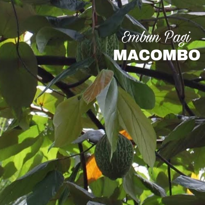 Bibit Buah Macombo Perpaduan Rasa Durian Langka