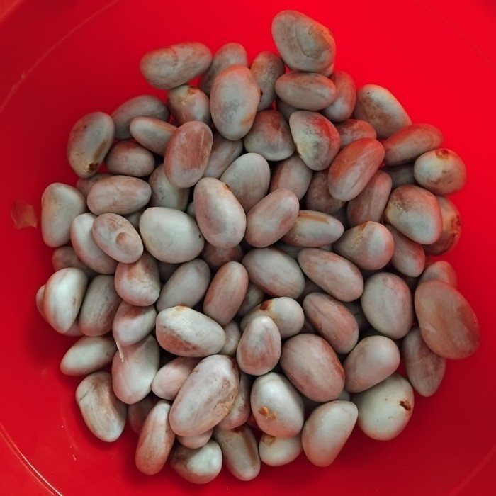 

Biji Nangka Beton Fresh 500g