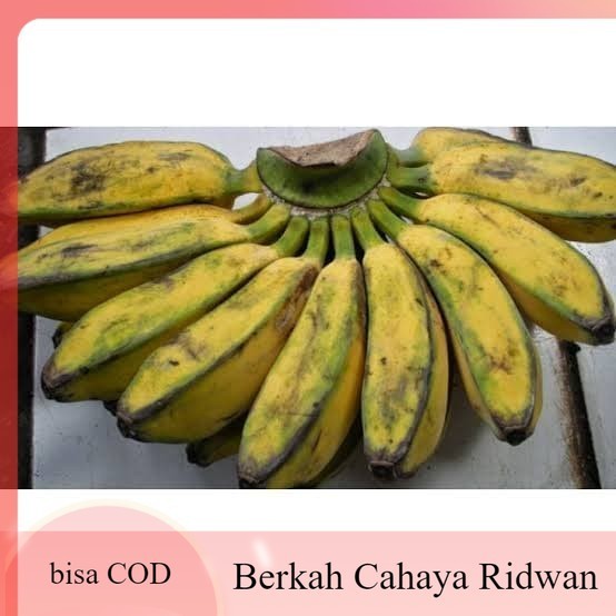 

ready Pisang Kepok - Untuk Goreng Pisang