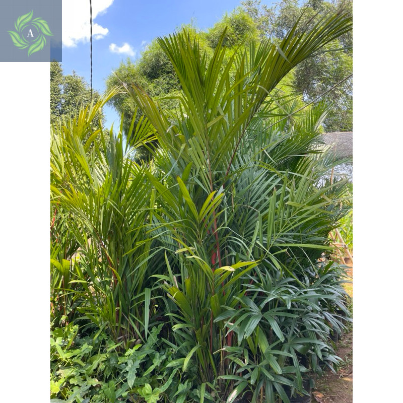 Pohon Palem Merah Tinggi 2 Meter Kualitas Terbaik, Pohon Hiasan Taman Palem Merah