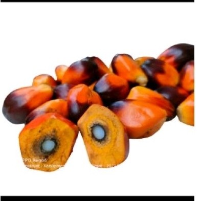 

Buah sawit sgar umpan pancing 50 pcs