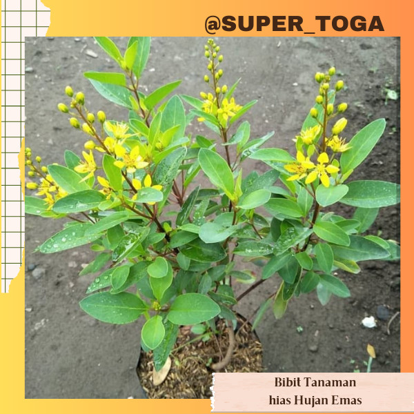 HUJAN EMAS tanaman hias hujan emas bibit hujan emas bibit golden shower