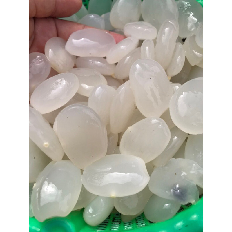 

BIG PROMO Kolang kaling segar kemasan 1 kg super murah dan tanpa pengawet ready