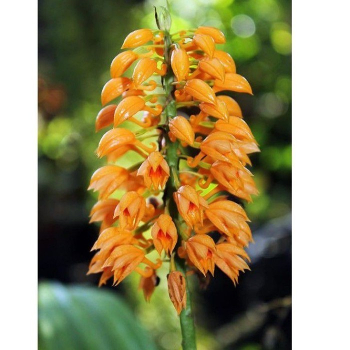 

silahkan COD bibit Anggrek tanah CALANTHE PULCHRA (blume) Terlaris