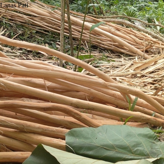 

ranting jati kayu XD3