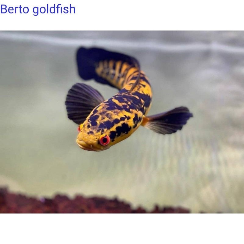 PRODUK GACORRRRR Hiasan akuarium (garansi D.O.A)yellow sentarum /Maru Yellow sentarum mata merah ata