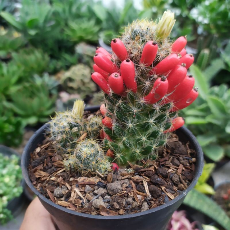 Kaktus Mammillaria Prolifera / Kaktus Cabe / tanaman hidup bukan plastik
