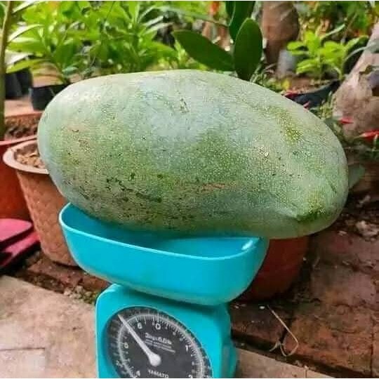 Bibit Tanaman Buah Pohon Mangga Mahatir Giant - Bibit Mangga Mahatir - Tanaman Mangga Mahatir - Poho