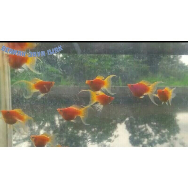 SUPER PROMO  kebutuhan akuarium ikan moly balon sunkist cawang ( oren ) lyretail viral