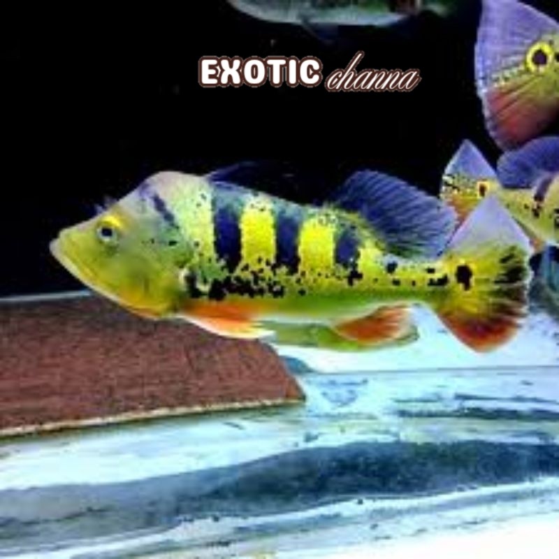 Perlengkapan akuarium Pbass Mono/ Peacock Bass Monoculus Size 4-6 cm cod
