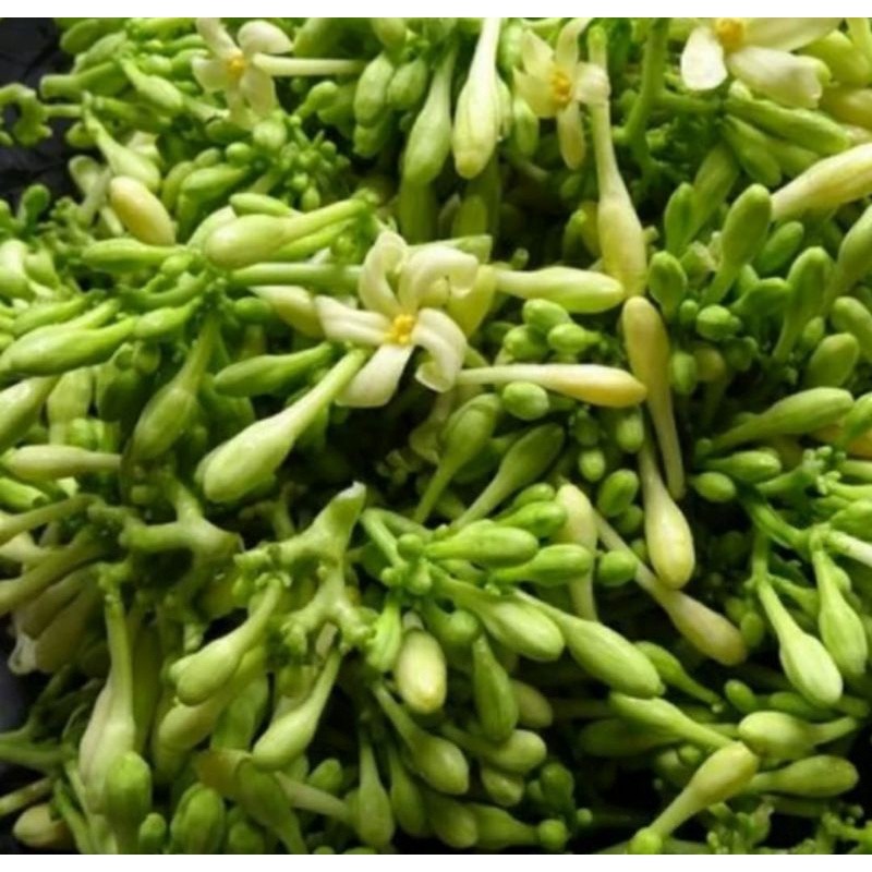 

Bunga Pepaya Segar 500 gram / kembang kates / sayur bunga pepaya / kates gantung /pepaya gantung / Bunga pepaya gantung / Herbal bunga pepaya gantung / Bunga pepaya jantan