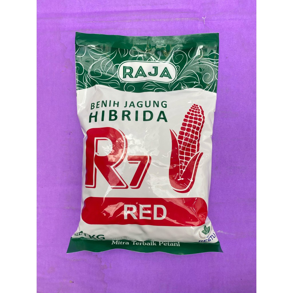 Benih jagung hibrida tahan bulai R7 RED ULTIMATE GOLD UNION isi 1kg dari RAJA