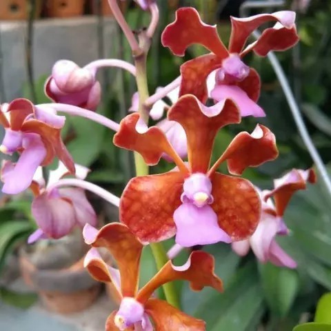 Seddling Anggrek Vanda T902 - bibit bunga - vanda limbata X vanda hookeriana