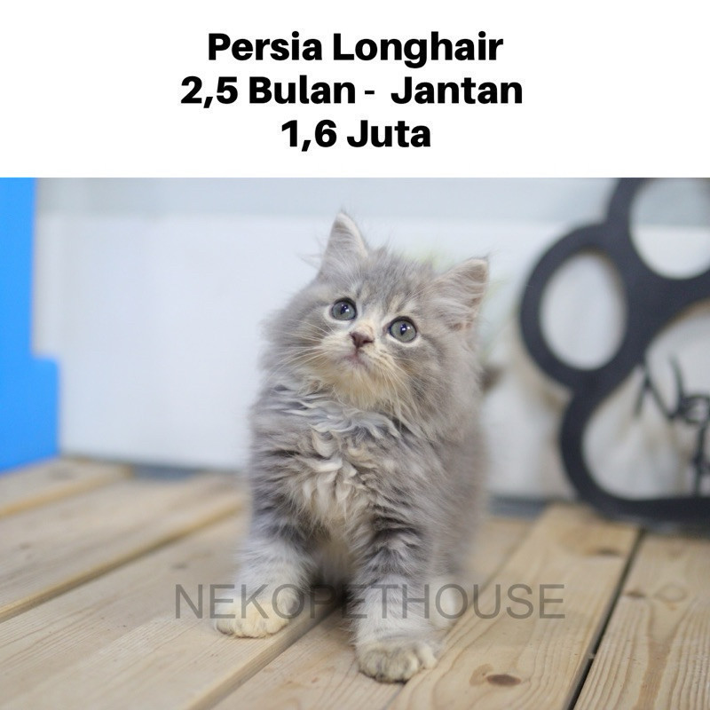 Persia Longhair Kitten Anak Kucing Persia Abu Gemas