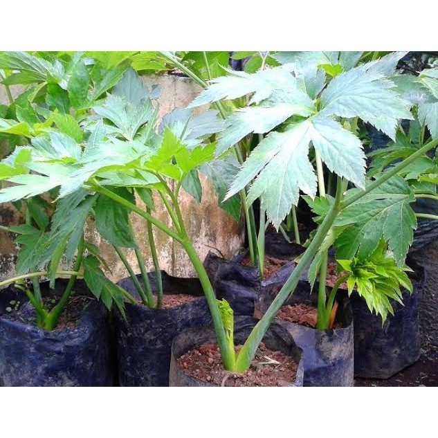 Tanaman Seledri Jepang Jumbo Ashitaba (Angelica keskei)-bibit sayur-seledri