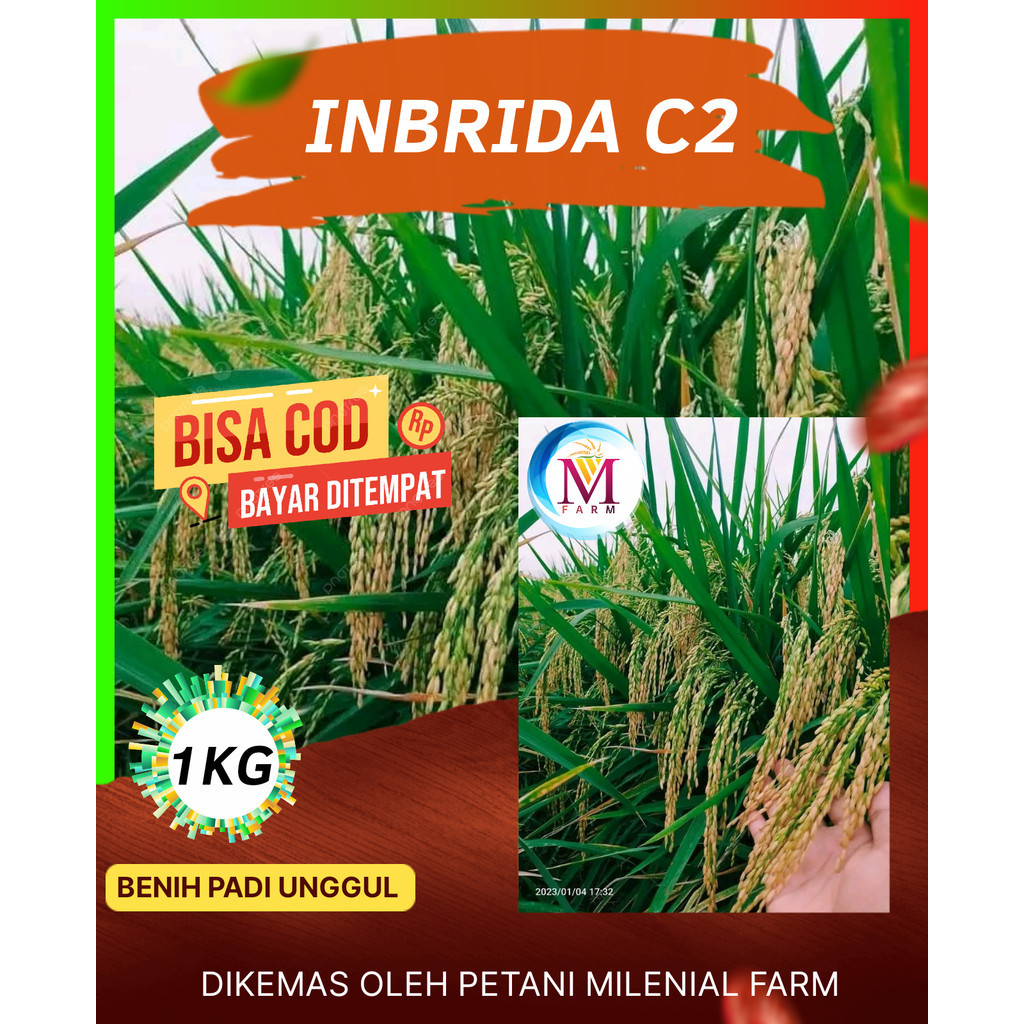 Benih padi inbrida c2 kemasan 1kg